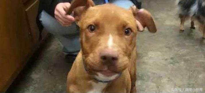 被虐待抛弃的狗,狗狗被遗弃楼顶饿得皮包骨