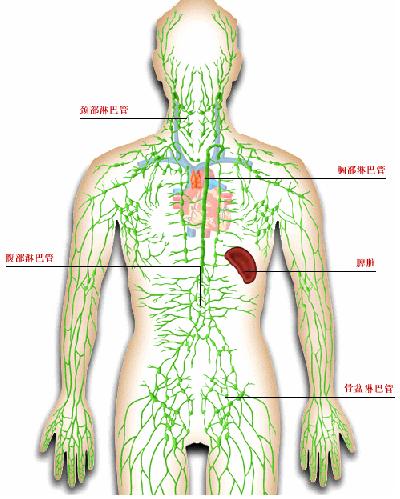 90后艺人徐婷去世原因,艺人徐婷淋巴癌症状