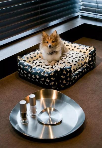 国庆带狗狗适合去哪玩,国庆狗狗出去浪