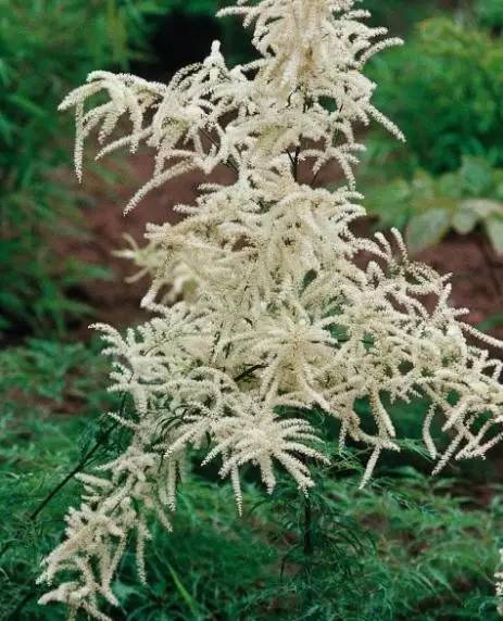 15个高颜值花园庭院设计,冬日无阳光的后花园庭院设计