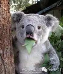 南苏丹维和故事：拯救“总指挥”“鸡毛信”营地捣乱的狒狒