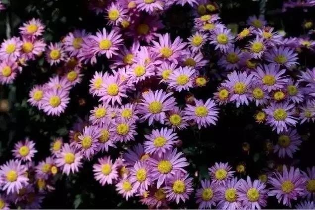 西安国庆大唐不夜城有什么节目,西安国庆有什么玩的