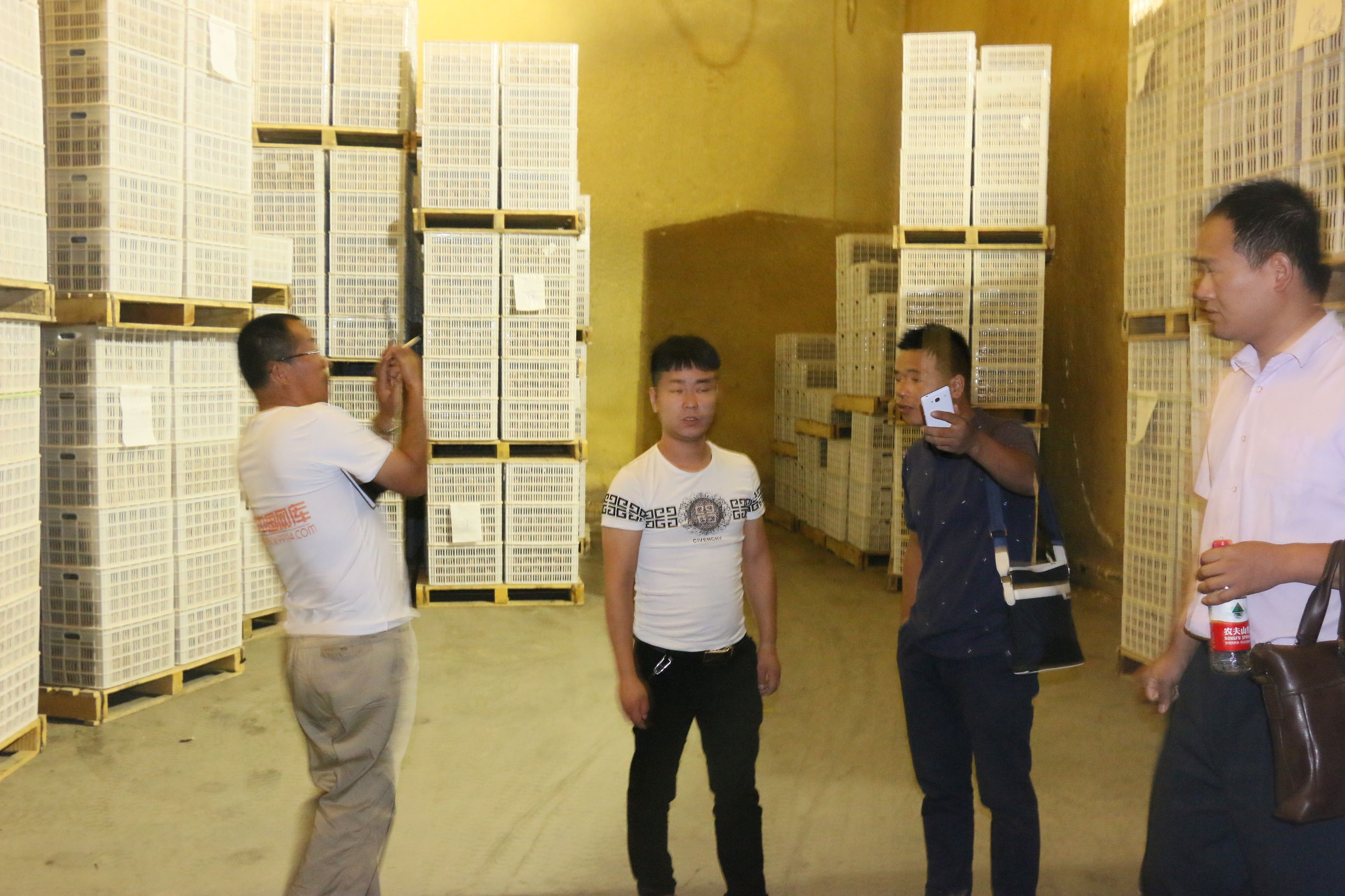 陕西眉县猕猴桃与山东博山猕猴桃,陕西眉县晨曦猕猴桃种植