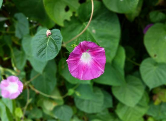 双摄表现绝赞！cool1dual评测：最值得购买的千元机