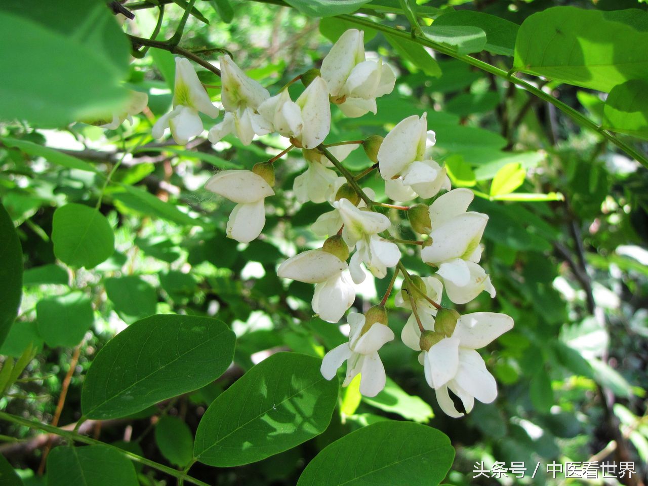 什么米糊既养胃又乌发,降脂杂粮米