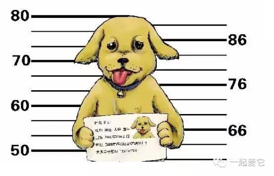 宠狗知识,给小狗狗办狗证需要准备哪些