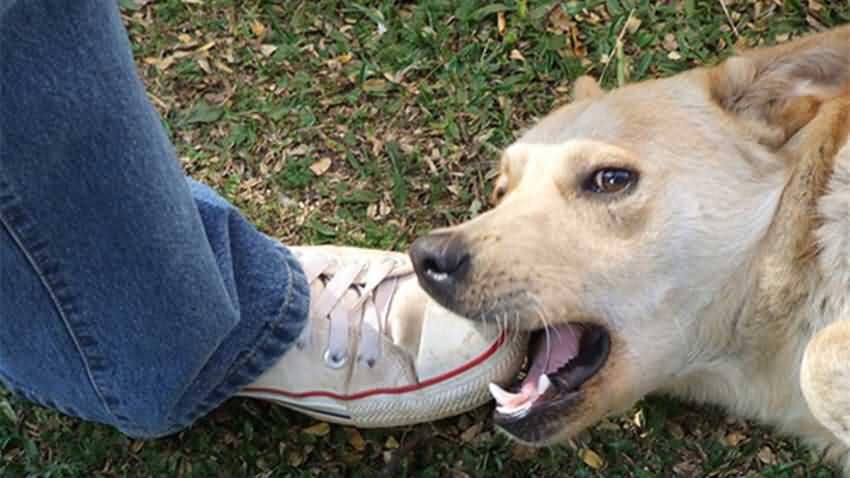 不谨慎被自家的狗狗咬了一口,不谨慎被狗狗咬手