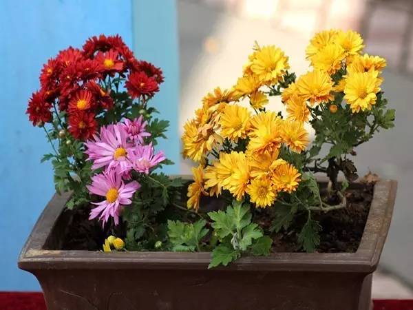 适合家里的小花盆,办公水培小花盆