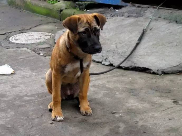 狗狗失去伴侣抑郁症,狗狗得抑郁症怎么办