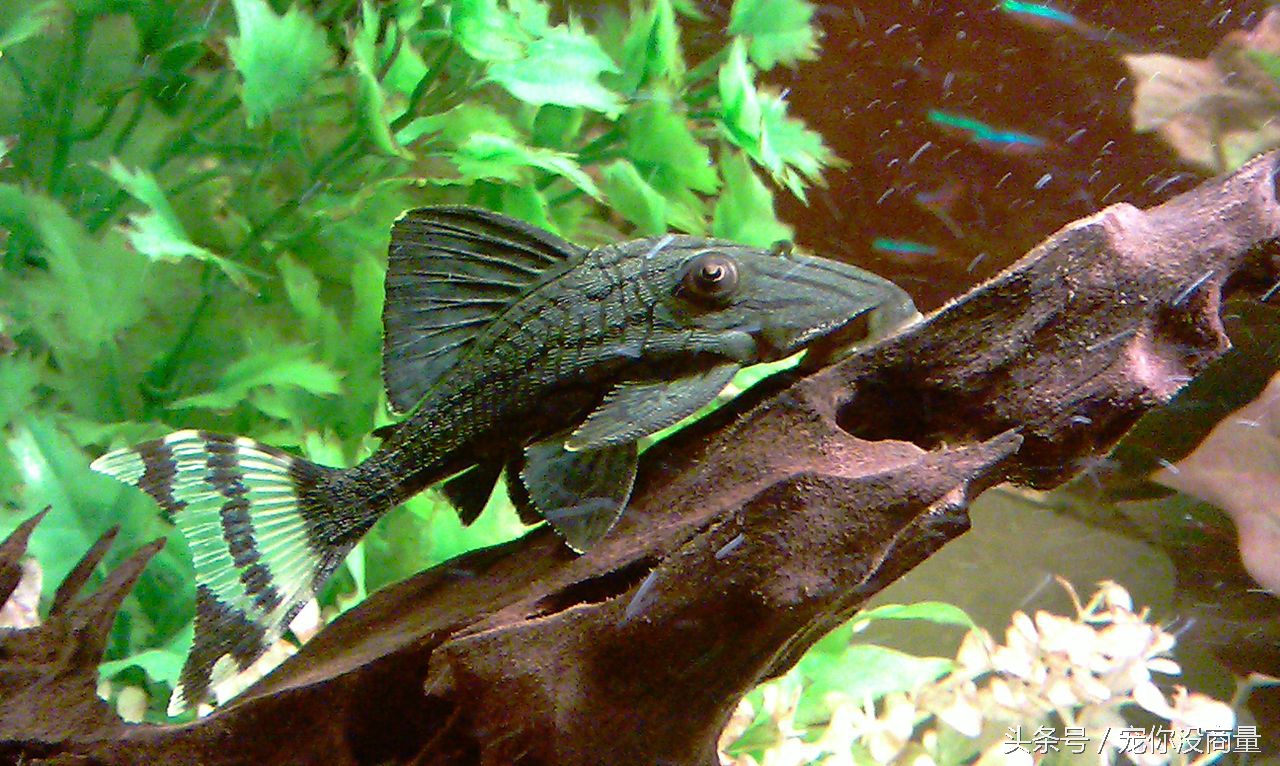 怎么不让鱼得水霉病,如何才能让鱼不生病