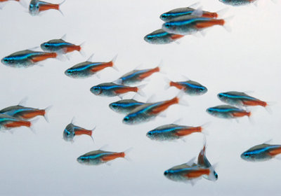 红绿灯鱼养殖方法和关注事项,海水观赏鱼皇后神仙适合新手吗