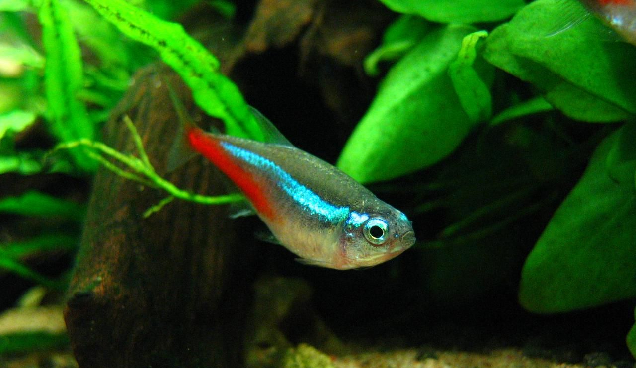 红绿灯鱼养殖方法和关注事项,海水观赏鱼皇后神仙适合新手吗