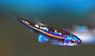 红绿灯鱼养殖方法和关注事项,海水观赏鱼皇后神仙适合新手吗