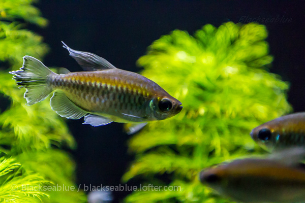 红绿灯鱼养殖方法和关注事项,海水观赏鱼皇后神仙适合新手吗