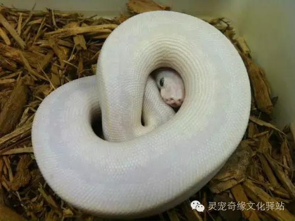 球蟒基因图鉴入门,变异球蟒图鉴