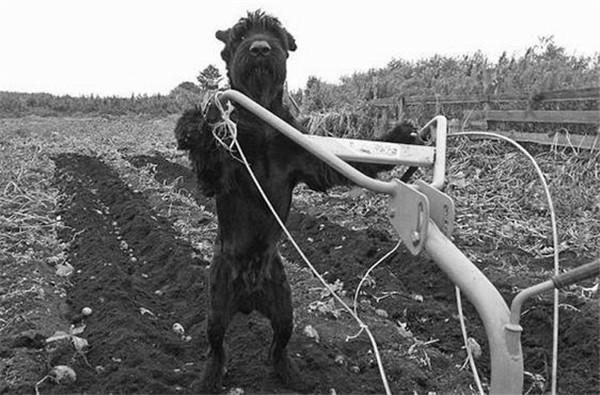 狗狗自愿帮主人干活,狗狗每次遛弯指甲都磨出血