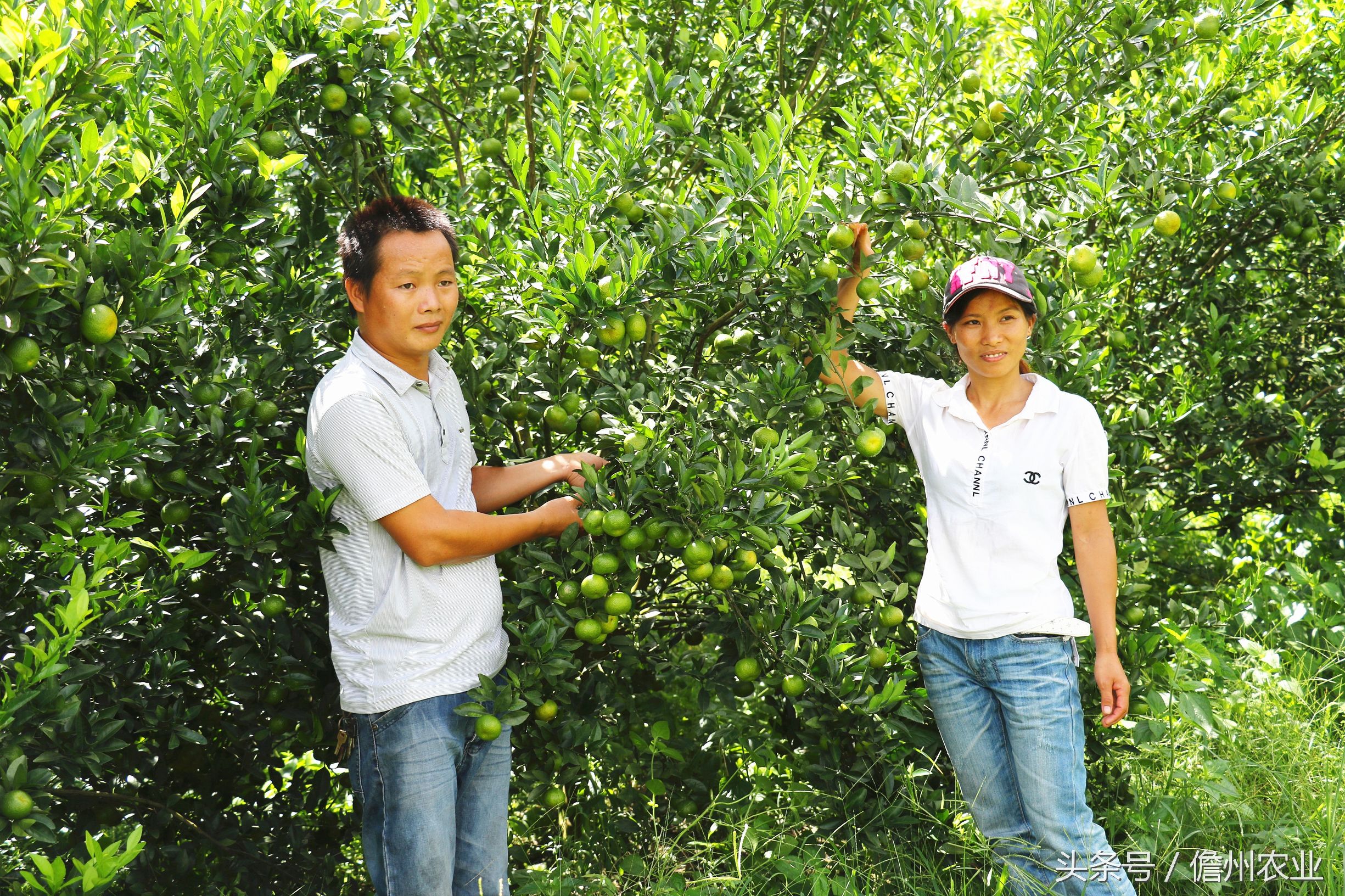 蜜桔现在能种么,由良蜜桔好种吗