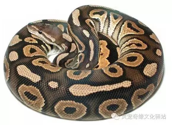 球蟒基因图鉴入门,变异球蟒图鉴