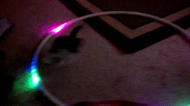 喵星人是怎么变胖的,喵星人减肥很焦急