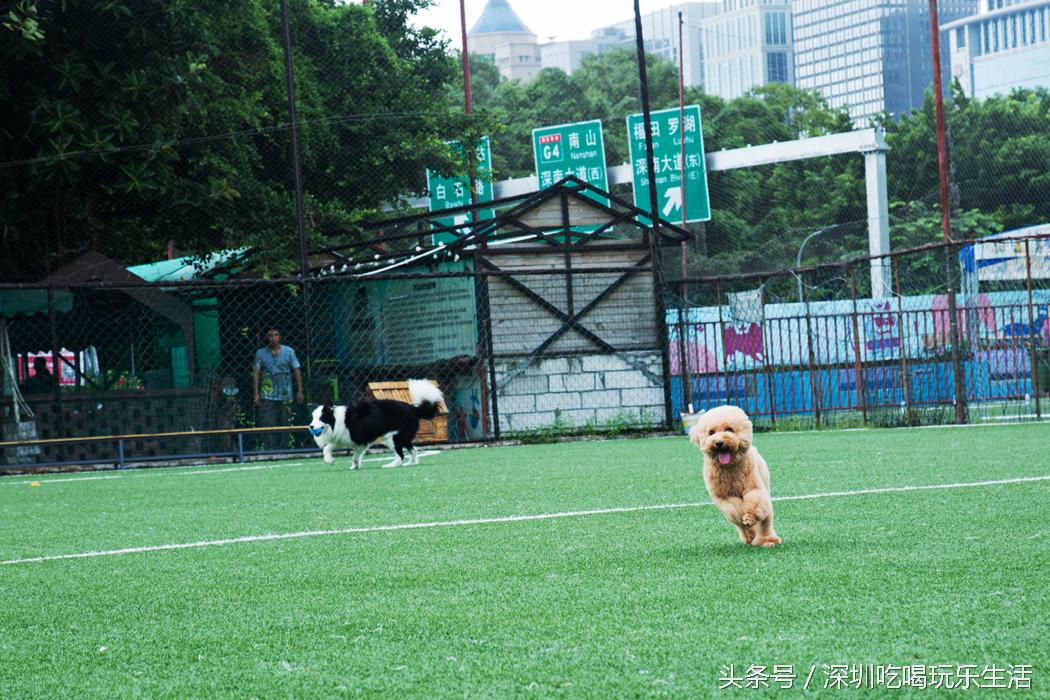 一千平室外宠物乐园,拥有数百只流浪猫的猫咪公园
