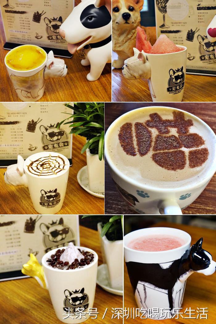 一千平室外宠物乐园,拥有数百只流浪猫的猫咪公园