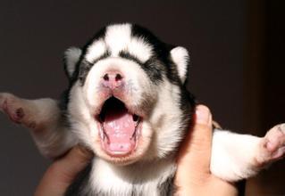 小奶狗的成长全部视频,流浪奶狗的成长经历