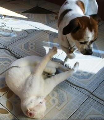 棉签解决猫咪发情，我国人民果然聪颖~