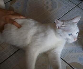 棉签解决猫咪发情，我国人民果然聪颖~