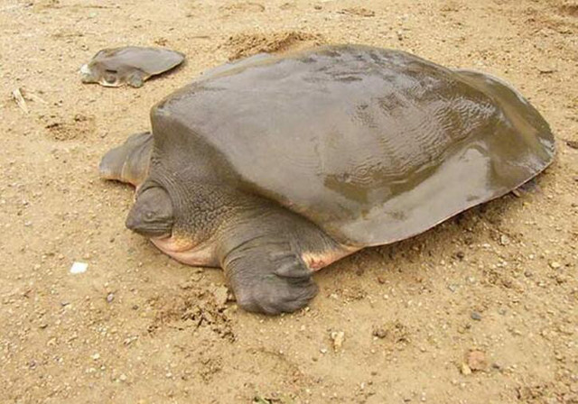 乌龟壳软的像棉花一样这是为什么,刚出壳的乌龟龟壳是不是软的