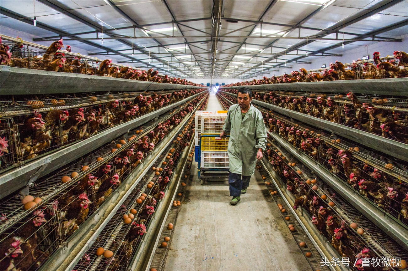 养鸡用药最简单流程,一位老鸡农的养殖宝典