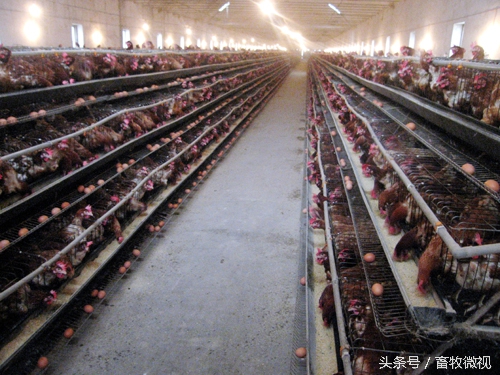 养鸡用药最简单流程,一位老鸡农的养殖宝典