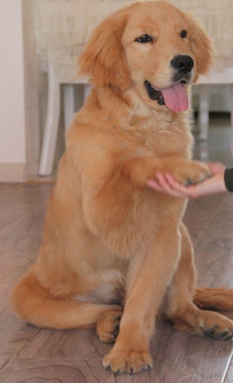 发现金毛爱咬人后，主人这样做帮它改掉坏习惯！