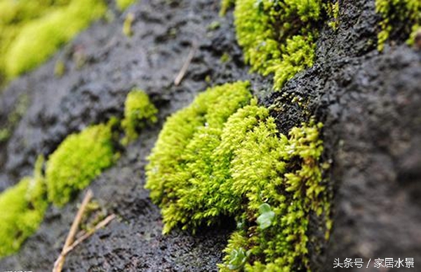 家居水景之苔藓养护关注事项及常见问题