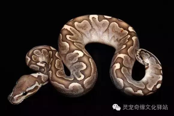 球蟒基因图鉴入门,变异球蟒图鉴