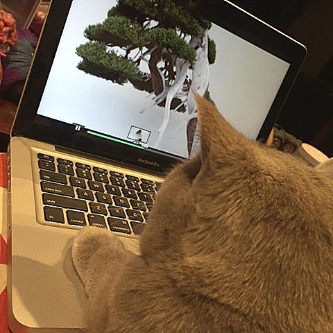 “盆景猫”这种虐猫网站为什么关不掉？！