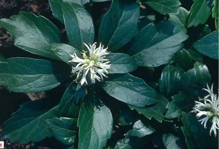 15个高颜值花园庭院设计,冬日无阳光的后花园庭院设计