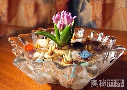 风信子水培开完花后处理流程,水培风信子开花后种球怎么处理