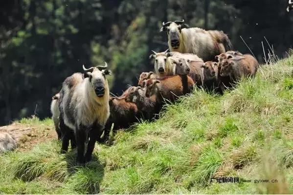 如果你来广元，我才不带你去剑门关嘞！