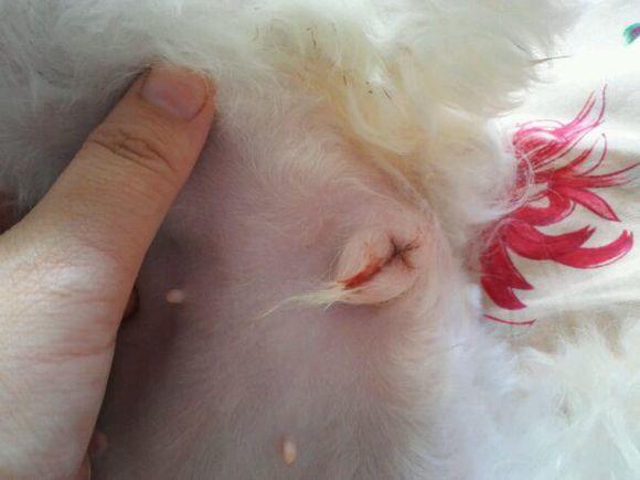 狗狗身上有皮肤病有味道怎么处理,狗狗身上有药味