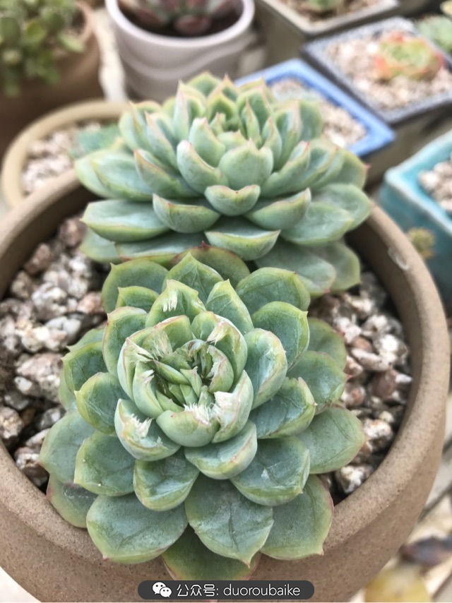 温差大多肉怎么会上色,温差大多肉才能出锦吗