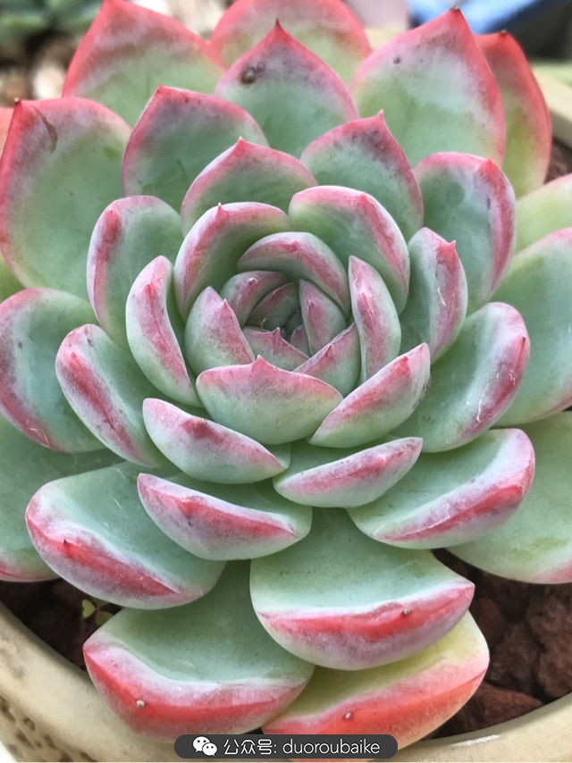 温差大多肉怎么会上色,温差大多肉才能出锦吗