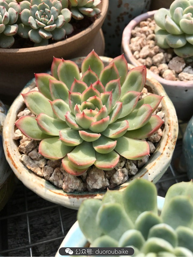 温差大多肉怎么会上色,温差大多肉才能出锦吗