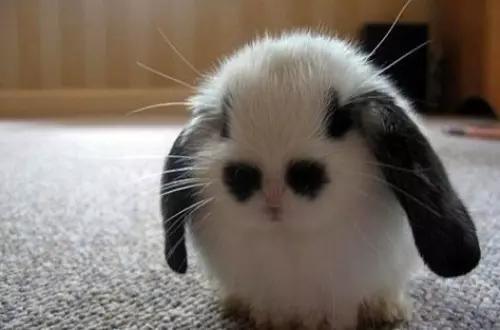 瞬间笑喷的爆囧奇葩，男人这种生物到底有没有情商啊！