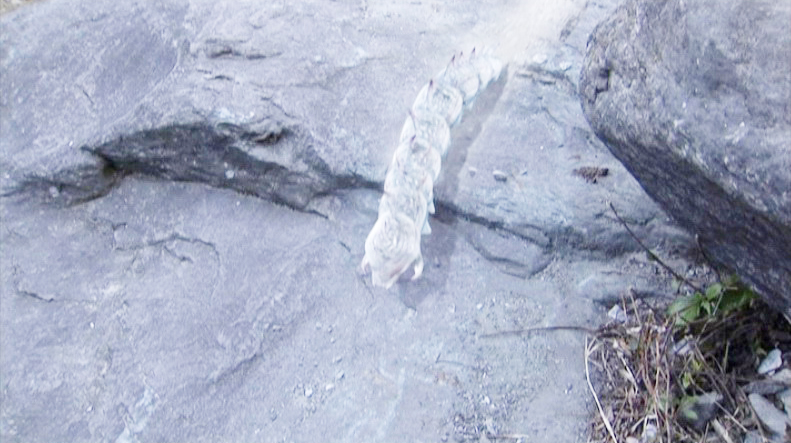 金庸武侠十大神功先天功,金庸笔下四大神兽排名