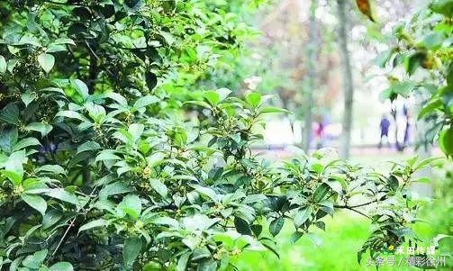 最美的5个赏桂好去处,不错过金秋赏桂好时节