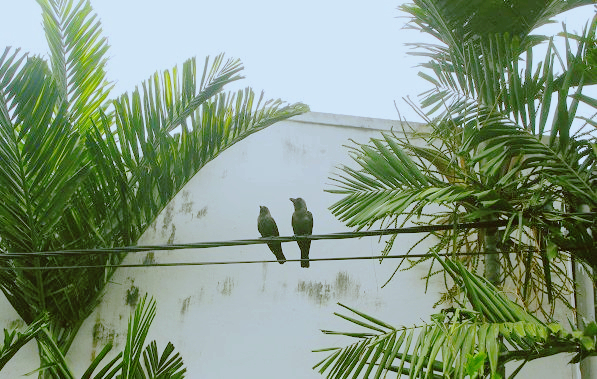 斯里兰卡生活水平怎么样,斯里兰卡的典型的生活方式