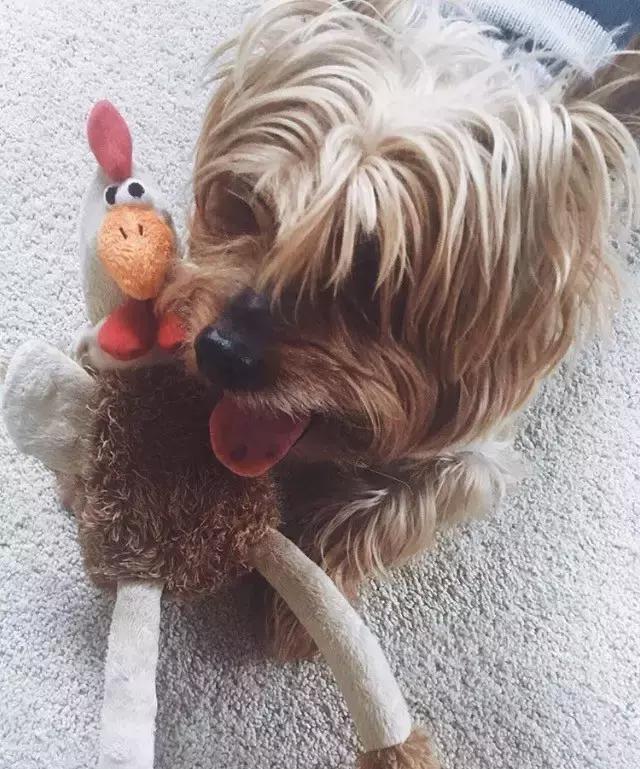 大秀完美身材维密,维密大秀时装秀