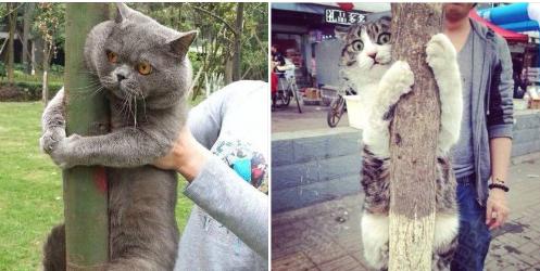 猫咪在人睡觉的时候故意制造噪音,晚上不让猫咪进屋一直叫