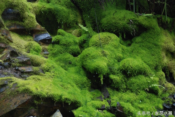 家居水景之苔藓养护关注事项及常见问题