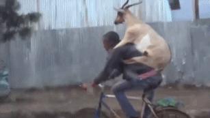 GIF|马拉松不行，那试试当足球员